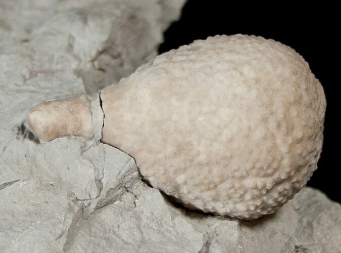 D Cystoid (Holocystites) Fossil From Indiana #17271